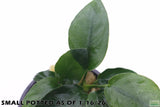 Anubias Nana_Small Potted_Aquarium Plant For Sale_WITH TEXT
