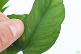 Anubias heterophylla_Aquarium plant for sale_aquarium plants for sale