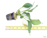 Anubias heterophylla_Aquarium plant for sale_aquarium plants for sale
