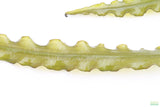 Aponogeton Longiplumulosus_Aquarium plant for sale