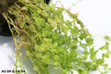 Baby Tears Monte Carlo_Carpeting Aquarium Plant_Foreground Plant