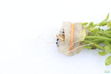 Bacopa Narrow Leaf_Aquarium Plant For Sale