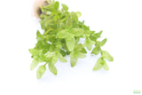 Bacopa Narrow Leaf_Aquarium Plant For Sale
