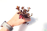 Bacopa Purple_Aquarium Plant for sale