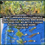 BeginnerAquariumPlantPackage_CustomerTestimonial_ElijahH.