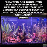 Beginner Aquarium Plant Package_Customer Testimonial_John D