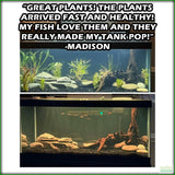 BeginnerAquariumPlantPackage_CustomerTestimonial_Madison