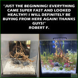 BeginnerAquariumPlantPackage_CustomerTestimonial_RobertF.