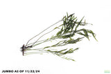 Bolbitis_Heudelotii_African Water Fern_aquarium_plant_for_sale