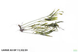 Bolbitis_Heudelotii_African Water Fern_aquarium_plant_for_sale
