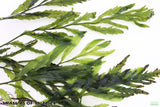 Bolbitis_Heudelotii_African Water Fern_aquarium_plant_for_sale
