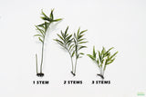 Bolbitis_Heudelotii_African Water Fern_aquarium_plant_for_sale