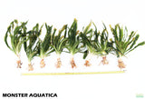Crinum Aquatica_Africa Plant_Aquarium Plant For Sale