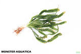 Crinum Aquatica_Africa Plant_Aquarium Plant For Sale