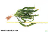 Crinum Aquatica_Africa Plant_Aquarium Plant For Sale