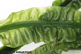 Crinum Aquatica_Africa Plant_Aquarium Plant For Sale