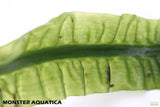 Crinum Aquatica_Africa Plant_Aquarium Plant For Sale
