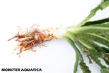Crinum Aquatica_Africa Plant_Aquarium Plant For Sale