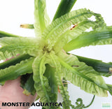 Crinum Aquatica_Africa Plant_Aquarium Plant For Sale
