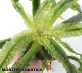 Crinum Aquatica_Africa Plant_Aquarium Plant For Sale