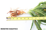 Crinum Aquatica_Africa Plant_Aquarium Plant For Sale