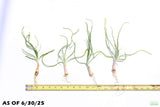 Crinum Calamistratum_aquarium plant for sale