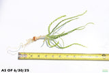 Crinum Calamistratum_aquarium plant for sale