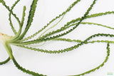 Crinum Calamistratum_Aquarium Plant For Sale_Aquarium Plants