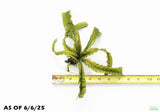Crinum Natans_Aquarium Plant for sale