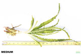 Crinum Natans_Aquarium Plant for sale_aquarium plants