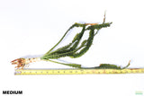 Crinum Natans_Aquarium Plant for sale_aquarium plants
