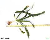 Crinum Natans_Aquarium Plant for sale_aquarium plants