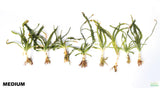 Crinum Natans_Aquarium Plant for sale_aquarium plants