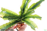 Crinum Natans_Aquarium Plant for sale_aquarium plants