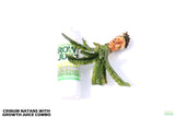 Crinum Natans_Aquarium Plant for sale_aquarium plants