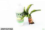 Crinum Natans_Aquarium Plant for sale_aquarium plants