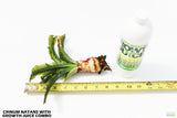 Crinum Natans_Aquarium Plant for sale_aquarium plants
