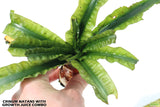 Crinum Natans_Aquarium Plant for sale_aquarium plants