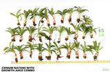Crinum Natans_Aquarium Plant for sale_aquarium plants