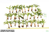 Crinum Natans_Aquarium Plant for sale_aquarium plants