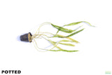 Cryptocoryne Balansae_Crypt_Crypts_Aquarium PLant_Aquarium Plants For Sale