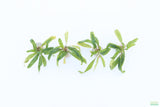 Crypt Balansae_Cryptocoryne_Aquarium Plant For Sale