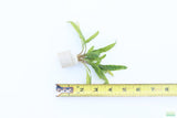 Crypt Balansae_Cryptocoryne_Aquarium Plant For Sale