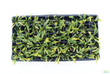 Crypt Balansae_Cryptocoryne_Aquarium Plant For Sale