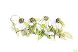 Crypt Blassi_Cryptocoryne_Aquarium Plant For Sale