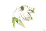 Crypt Blassi_Cryptocoryne_Aquarium Plant For Sale