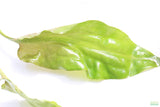 Crypt Blassi_Cryptocoryne_Aquarium Plant For Sale