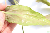 Crypt Blassi_Cryptocoryne_Aquarium Plant For Sale
