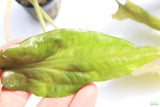 Crypt Blassi_Cryptocoryne_Aquarium Plant For Sale