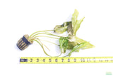 Crypt Blassi_Cryptocoryne_Aquarium Plant For Sale